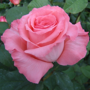 Bel Ange® - trandafiri - www.ioanarose.ro